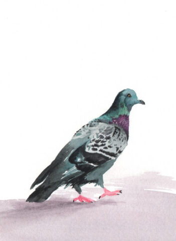 Pigeon